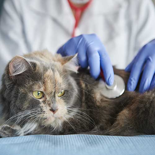 Veterinaria